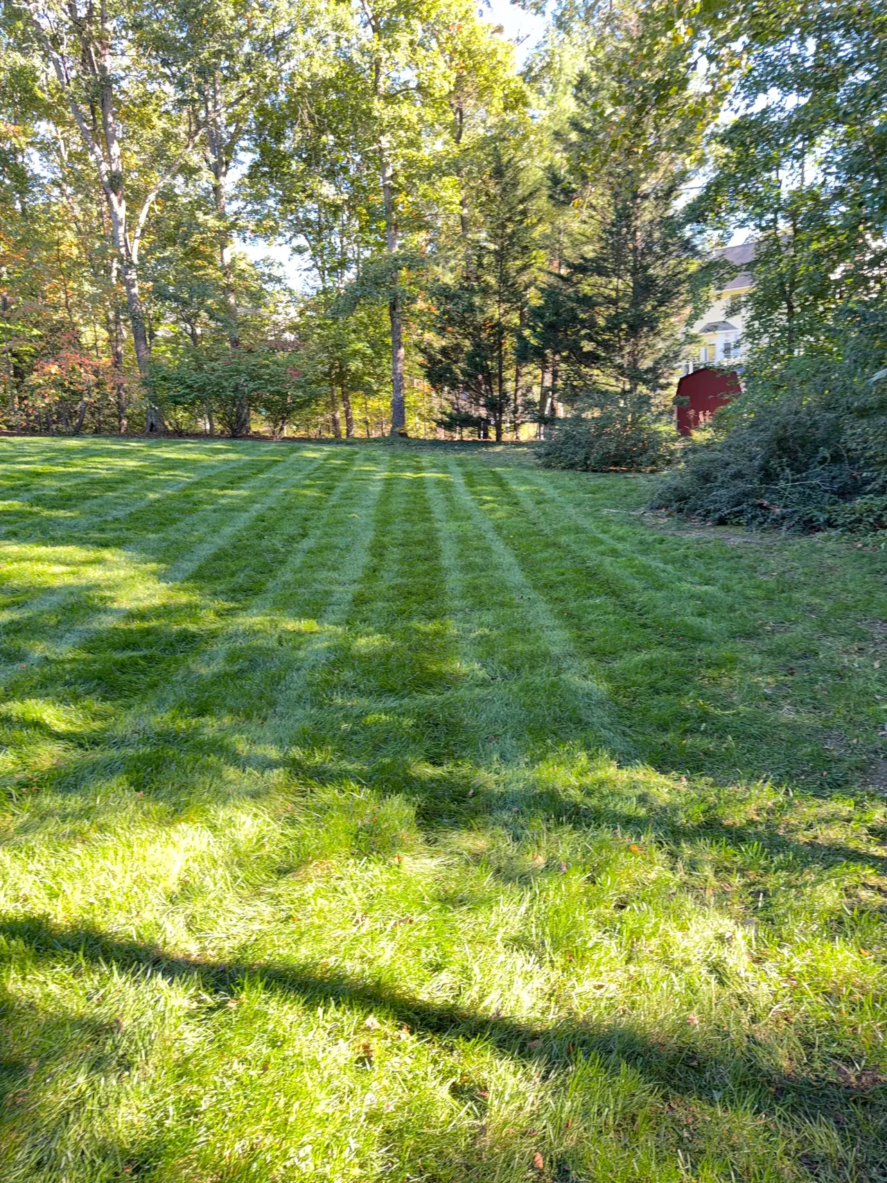 Alternating mowing stripes on a lawn bordered by mature trees and shrubs